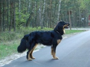 Way, Hovawart, forest