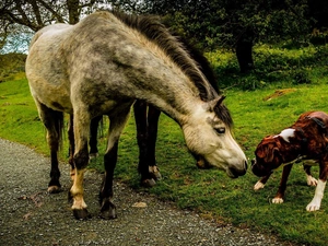 dog, Way, meet, bloodstock, Close