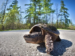 turtle, trees, viewes, Way