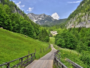 animals, Way, woods, Meadow, Mountains