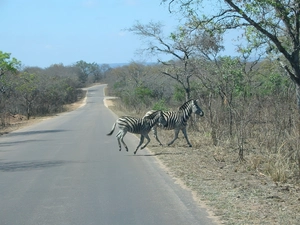 zebra, trees, viewes, Way