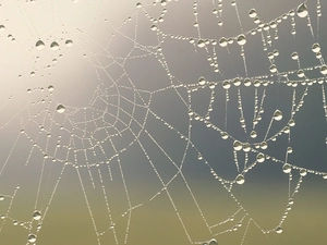Web