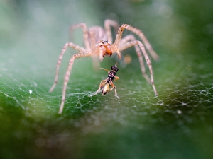 Web, Spider, ant