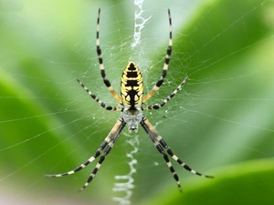 Web, Spider, Argiope