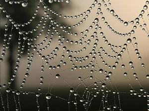 Web, drops