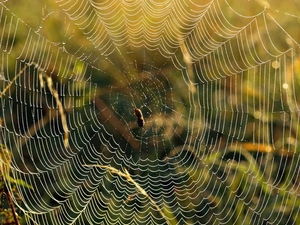 Web, Insect