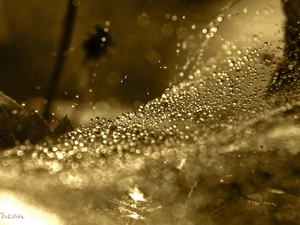 net, droplets, sepia, Web