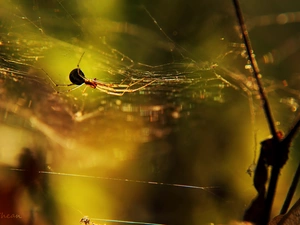 Web, Spider, net