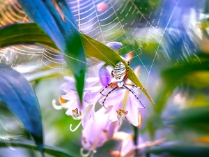 Spider, Flowers, Close, Web