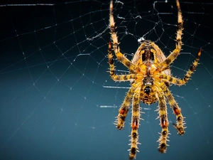 Web, color, Spider