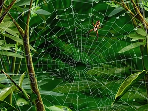 Spider, Bush, Leaf, Web