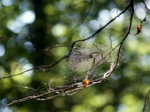 Spider, branch pics, Web