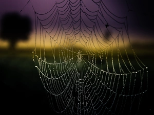 Web