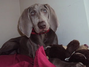Weimaraner, dog-collar