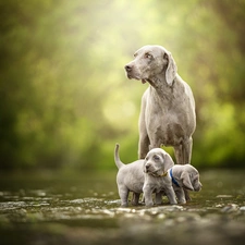 Dogs, puppies, wander, Weimaraner