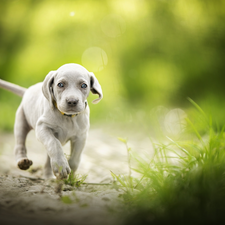 Weimaraner, dog, Puppy