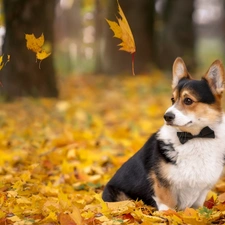 Leaf, dog, Welsh corgi cardigan