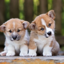 puppies, Welsh corgi pembroke