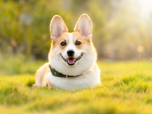 dog-collar, dog, Welsh corgi pembroke