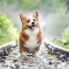 dog, ##, Leaf, Welsh corgi pembroke