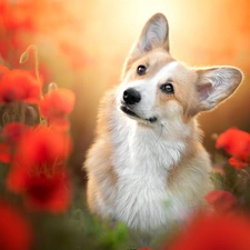 dog, Flowers, papavers, Welsh corgi pembroke