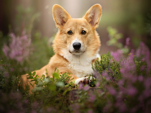dog, muzzle, Plants, Welsh corgi pembroke