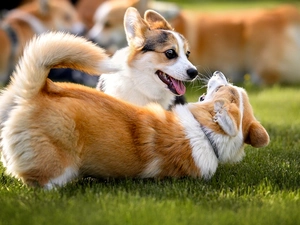 Two cars, play, Welsh corgi cardigan, Dogs