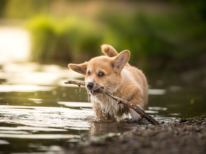 water, stick, Puppy, Welsh corgi pembroke, dog