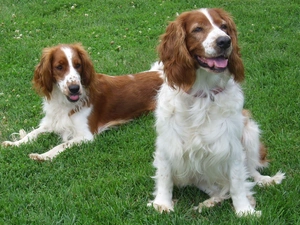 grass, Two cars, Welsh Springers spaniels