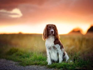 grass, Welsh Springer Spaniel, Field
