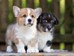 Welsh corgi pembroke, Welsh corgi cardigan, Dogs, puppies, Two cars