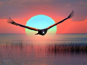 eagle, sun, water, west