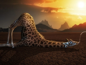 giraffe, sun, water, west