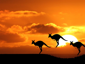 kangaroo, sun, jumps, west