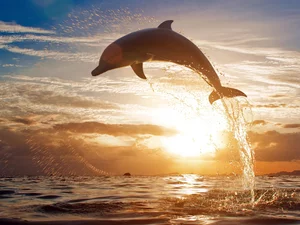 sea, sun, dolphin, west