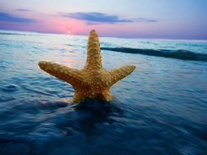 sea, sun, starfish, west