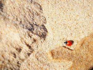 Beaches, sand, ladybird, wet