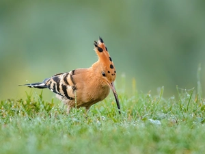 booby, grass, dew, WET