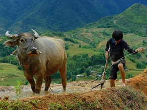 a man, Mountains, whale killer, buffalo
