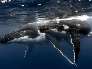 humpback, Ocean, Humpback Whale