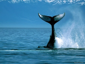 whale killer, tail