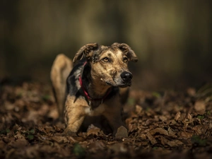 dog, muzzle, Leaf, Whippet