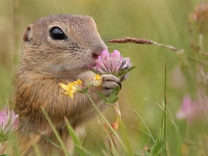 whistler, Flower, Meadow