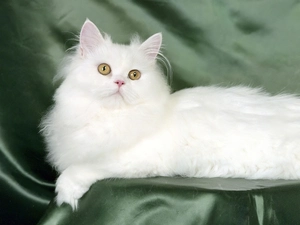 White, Turkish Angora