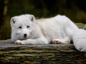 Arctic Fox, lying, White