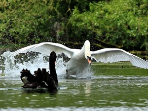 Black, Swans, Launching, White