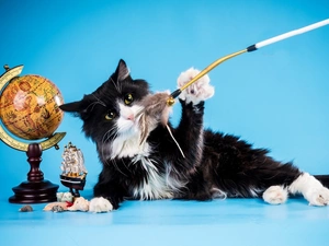 black, cat, toys, White