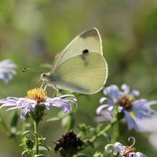 butterfly, Insect, White, Cabbage