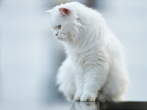 White, Persian Cat