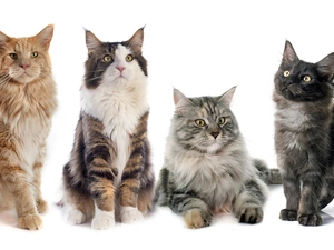 four, Maine Coon, white background, cats